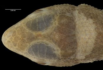 Media type: image;   Herpetology R-14350 Aspect: head dorsal
